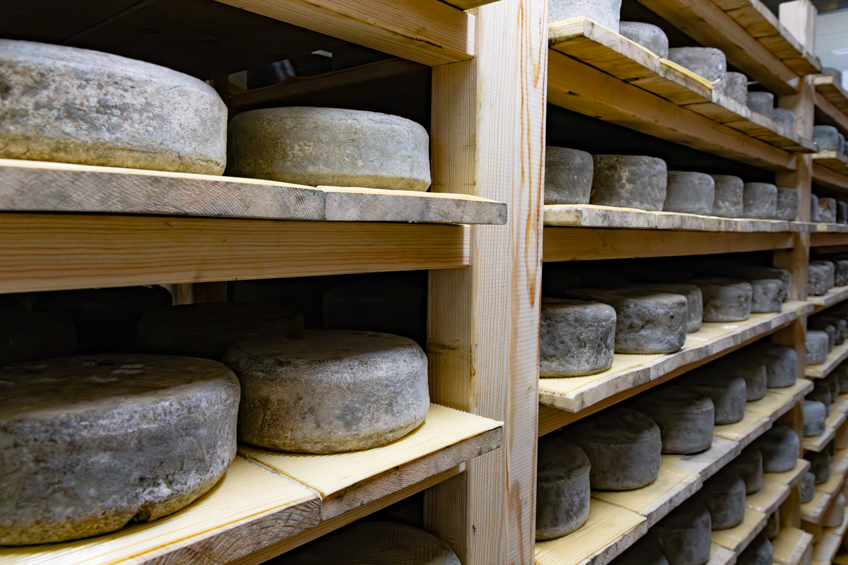 Queso de cabra probiodiversidad